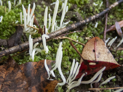 Clavaria fragilis