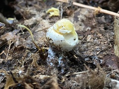 Amanita wellsii
