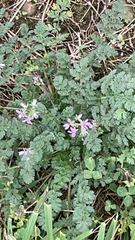 Erodium cicutarium