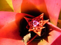 Neoregelia