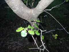 Quercus chrysolepis