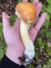 Amanita wellsii