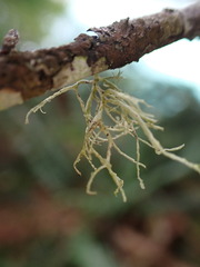 Ramalina farinacea