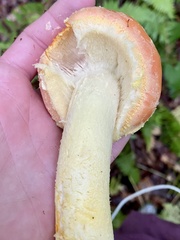 Amanita wellsii