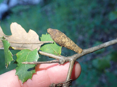 Heteroecus melanoderma