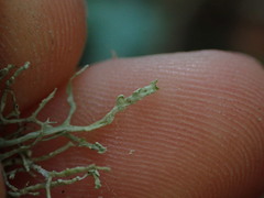 Ramalina farinacea