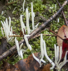 Clavaria fragilis