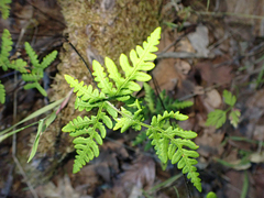 Pentagramma triangularis