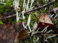 Clavaria fragilis