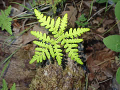 Pentagramma triangularis