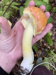 Amanita wellsii
