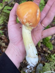 Amanita wellsii