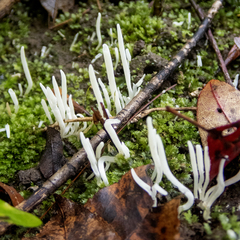 Clavaria fragilis