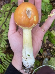 Amanita wellsii