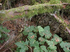 Tiarella trifoliata