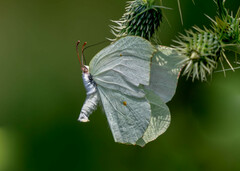 Gonepteryx nepalensis