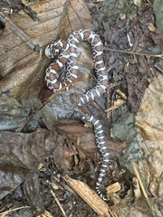 Lampropeltis triangulum
