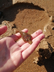 Lepadogaster lepadogaster