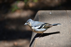 Fringilla coelebs canariensis