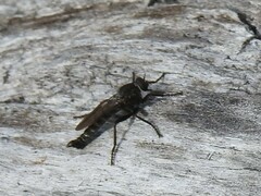 Rhadiurgus variabilis