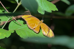 Dryas iulia