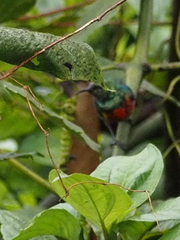 Cinnyris chloropygius