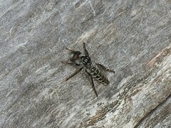 Cyrtopogon