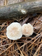 Tetrapyrgos nigripes