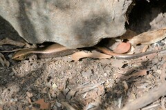 Chalcides coeruleopunctatus
