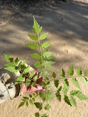 Koelreuteria bipinnata
