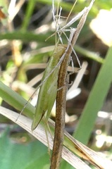 Oecanthus quadripunctatus