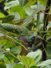 Cinnyris chloropygius