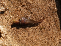 Lepadogaster lepadogaster