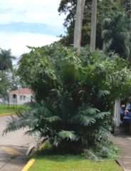 Cycas circinalis