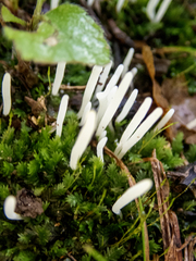 Clavaria fragilis