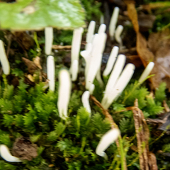 Clavaria fragilis