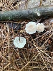 Tetrapyrgos nigripes