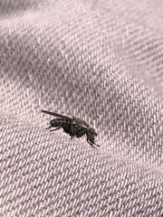 Fucellia