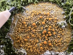 Teloschistaceae