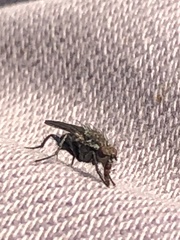 Fucellia