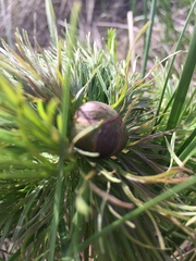 Paeonia tenuifolia