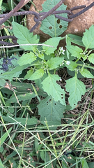 Solanum emulans