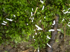 Clavaria fragilis
