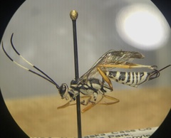 Agonocryptus discoidaloides