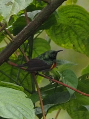 Cinnyris chloropygius