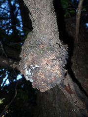 Agrobacterium pseudotsugae