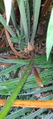 Cycas circinalis