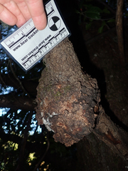 Agrobacterium pseudotsugae