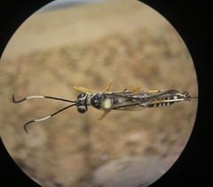 Agonocryptus discoidaloides