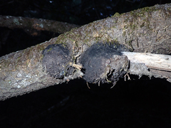 Agrobacterium pseudotsugae